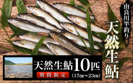 【6/1解禁】由良川の天然生鮎10匹【竿釣り】（17㎝～23㎝） ふるさと納税 鮎 あゆ 天然 天然生鮎 生鮎 アユ 塩焼き 天然鮎 天然あゆ 天然アユ 川魚 由良川 京都府 福知山市 FCF003