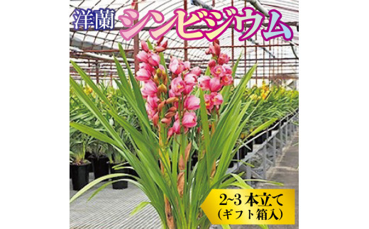 【 先行予約 】洋ラン 生花 花 シンビジウム 2～3本立て 鉢 ギフト箱 蘭 洋蘭 季節 限定 徳島県 阿波市
