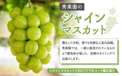 【予約受付2026年発送】シャインマスカットと旬のおすすめ2～4種セット（合計3～4房、約2kg）｜秀果園　※2026年9月下旬～10月順次発送予定