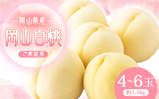 2026年先行予約　岡山白桃(ご家庭用)1.2キロ(1箱4～6玉)【配送不可地域：離島】
