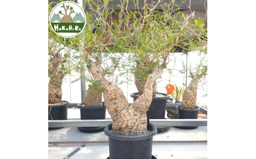 オペルクリカリア・パキプス「塊根植物の王様」(発根管理済) Z7｜観葉植物 コーデックス 盆栽 鉢植え インテリア ハコネコ [0593]