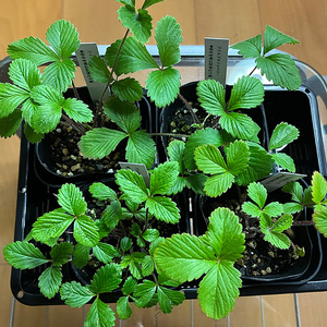 ワイルドストロベリー（四季なりイチゴ）（B1047-1）