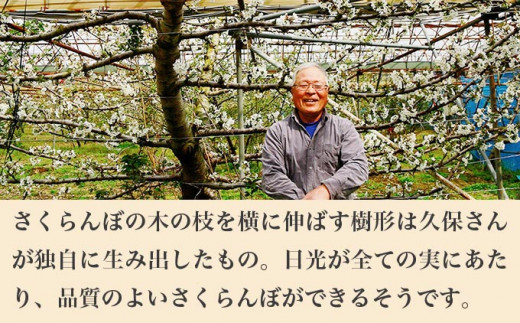 旬のさくらんぼ 佐藤錦、紅秀峰、紅佐藤、紅香、サミット 約1kg［小布施屋］サクランボ くだもの 果物 フルーツ チェリー バラ詰め 長野県産 信州産 数量限定 令和8年産【2026年6月中旬～7月中