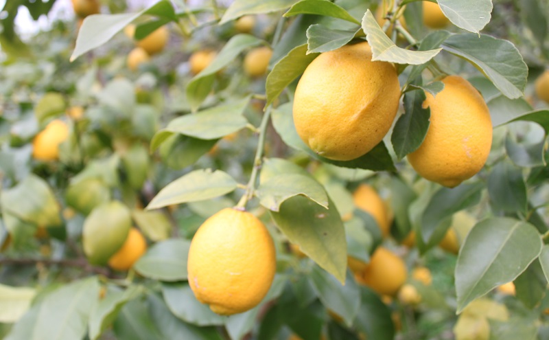 小豆島 夕陽ヶ丘 レモンサイダー 4本セット 飲料 炭酸飲料 ドリンク 飲み物 レモン サイダー 香川 香川県 土庄 土庄町