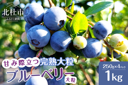 【2025年先行予約】7月～9月発送 甘み際立つ、完熟大粒ブルーベリー 1kg（250g×4パック）　ブルーベリー 完熟 大粒 【2025年先行予約】 計1kg ラビットアイ・ブルーベリー 甘い フルーツ くだもの 冷蔵 期間限定 7月～9月発送 山梨県 北杜市
