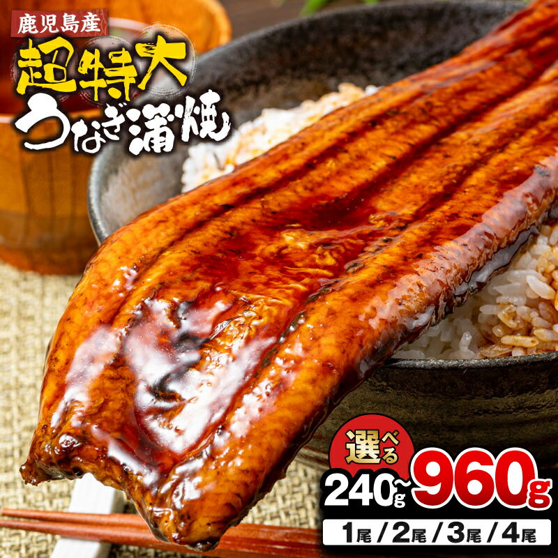 【ふるさと納税】＜選べる＞鹿児島産 超特大 うなぎ 240g×1尾～4尾 合計240g～960g 鰻 ウナギ 蒲焼き 養殖 たれ付 真空パック 湯煎 レンジ 簡単調理 国産 鹿屋市 鹿児島県 【財宝】