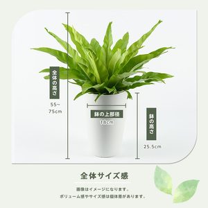 2026年4月上旬～発送【観葉植物】アスプレニウム・クリーシー 55cm～75cm JAいぶすき IB165-010 観葉植物 ※北海道・沖縄・離島配送不可