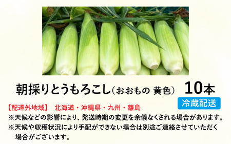 【先行予約】とうもろこし 10本 おおもの 黄色 朝採り【2024年7月上旬より順次発送】[A-002024]