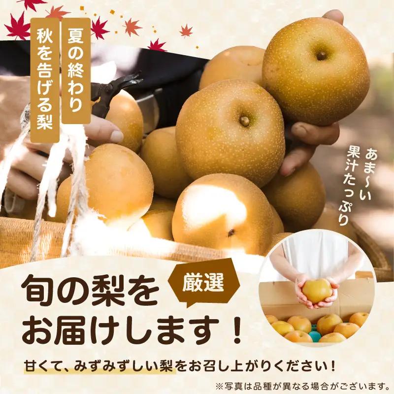 南信州産 幸水 または 豊水 秀品 約5kg 8～16玉 ＜2026年9月上旬～順次発送＞ ＪＡみなみ信州ＤＭセンター飯田市
