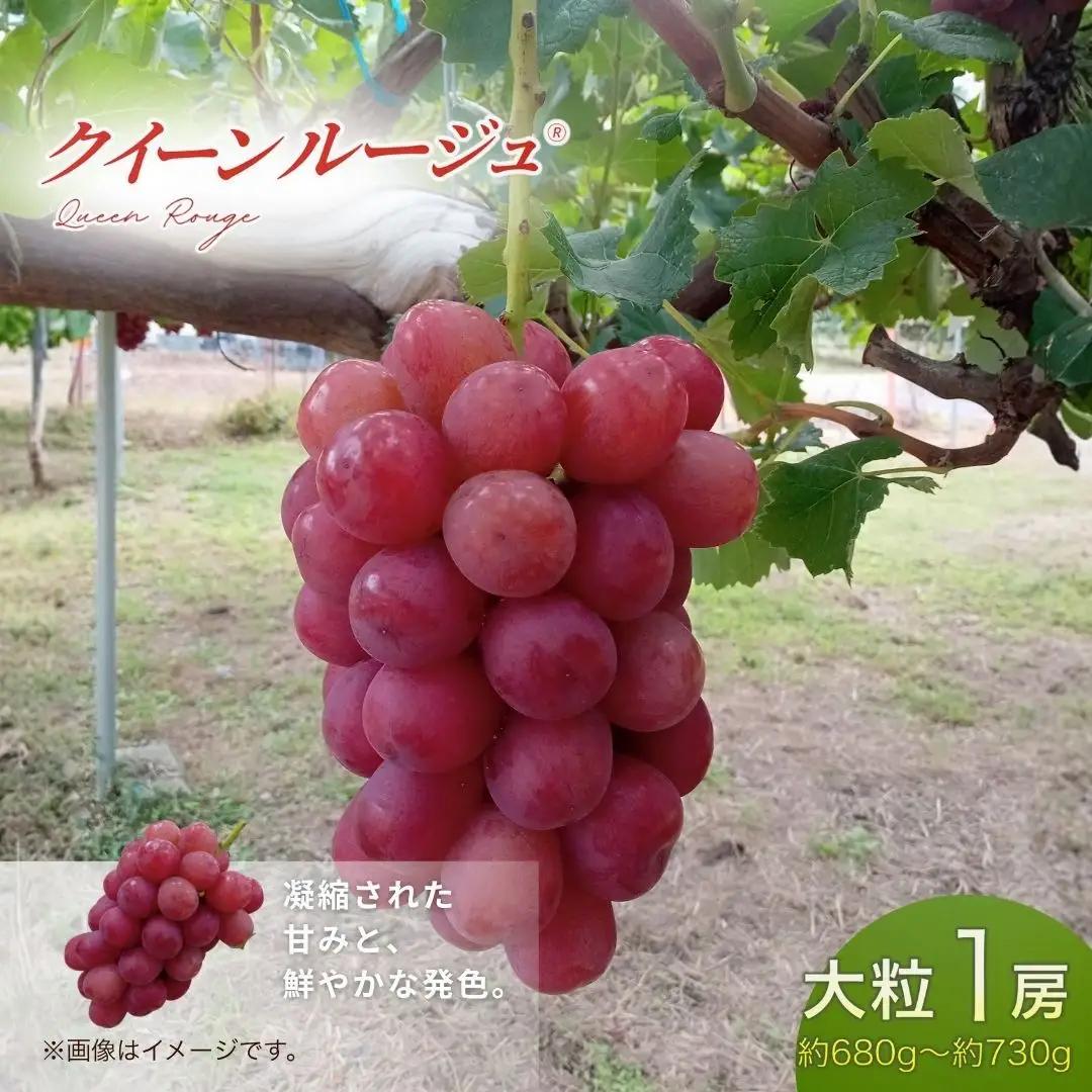 【2026年先行予約】クイーンルージュ®︎  大粒(約680g~約730g×1房) | 果物 フルーツ 赤ぶどう 葡萄 ブドウ 種無し 種なし 皮ごと 千曲市 長野県 信州