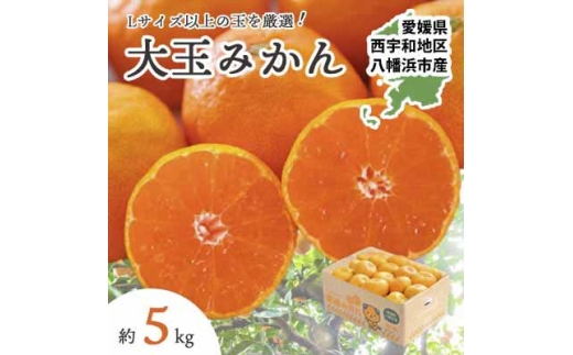 大玉サイズのみ厳選!八幡浜産 愛媛みかん5kg＜訳あり＞＜A25-219＞【1626146】 YWTAP160