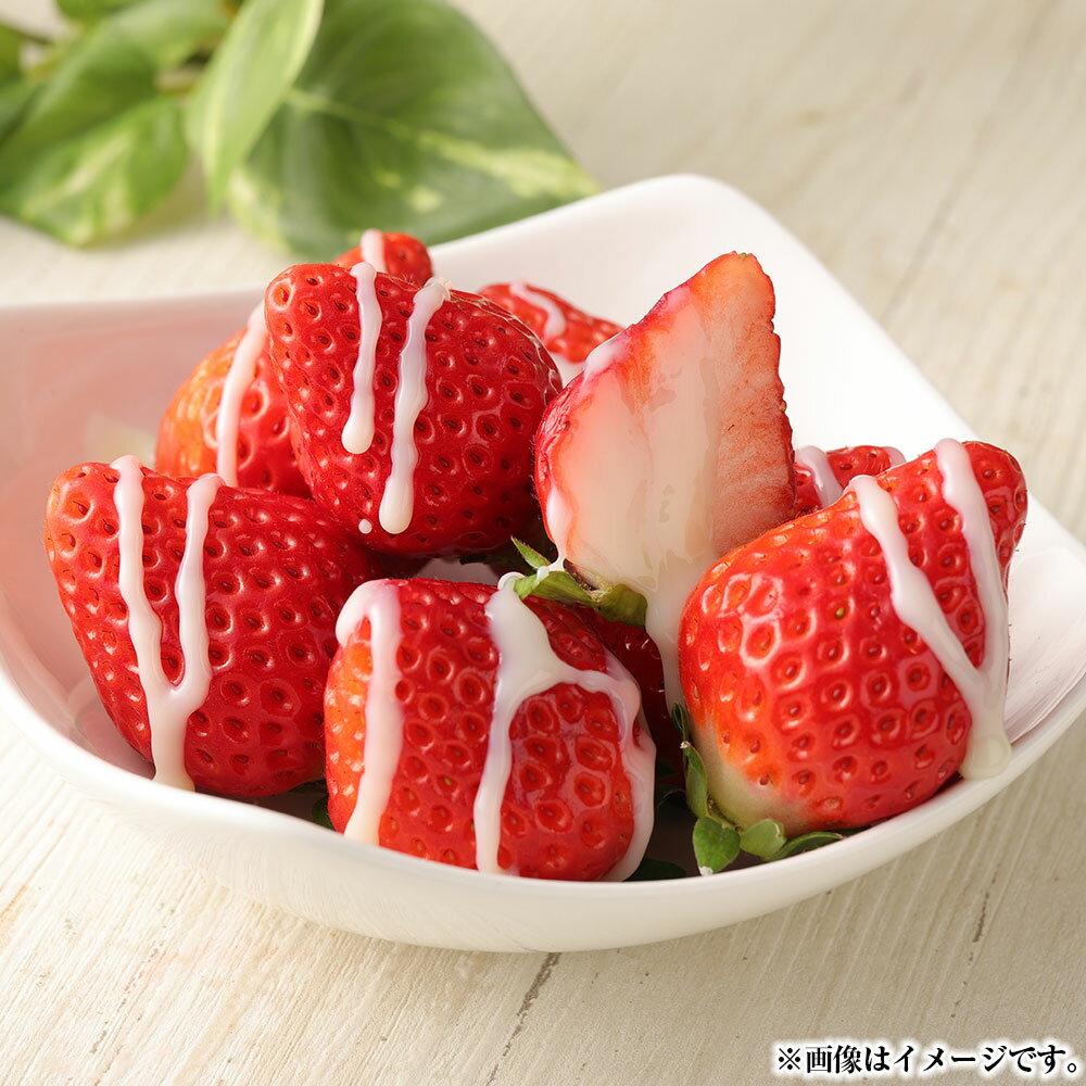 【ふるさと納税】熊本県産いちご 恋みのり 合計2キロ 250g×8パック イチゴ 苺 果物 くだもの フルーツ 旬 冷蔵 九州 熊本県 送料無料 【2026年2月上旬発送開始】