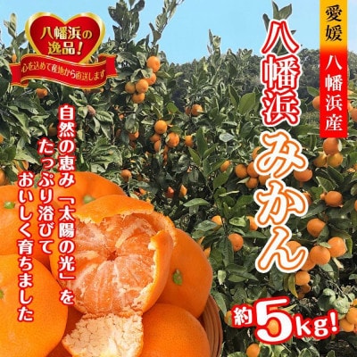 太陽の光・石垣の反射光・海面の反射光を浴びて育った「八幡浜みかん」約5キロ【C39−79】【配送不可地域：離島】【1636310】