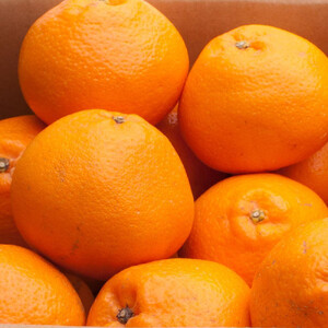 ［先行予約］厳選 はるみ10kg+250g（傷み補償分）［デコポンの姉妹品種・新食感春みかん］［光センサー選別］［IKE271］