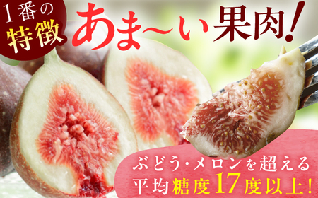 【★先行予約★ 2026年9月上旬より発送】いちじく（とよみつひめ） 約1.2kg / いちじく[AFAB067]
