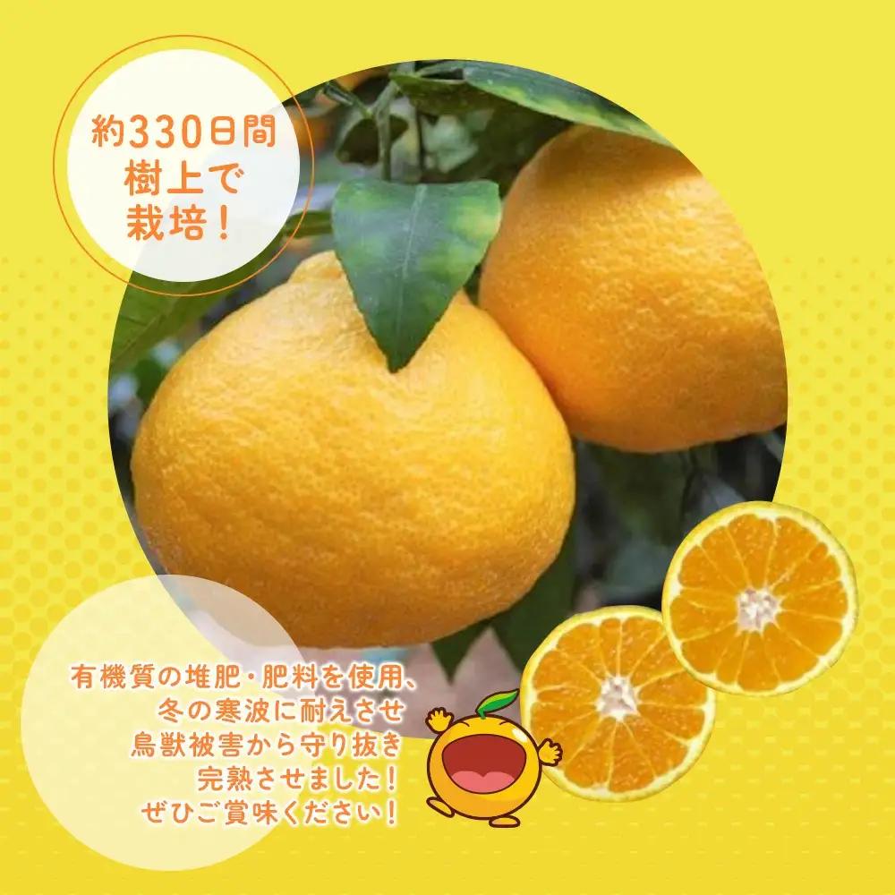 完熟みかん デコポン デコ330 約3kg | 津久見市