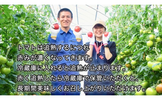 《 2027年 収穫分 》2～6月配送 スーパーフルーツトマト 小箱 約800g × 2箱  (7～13玉/1箱) 糖度9度以上 先行予約 茨城県 桜川市 KEK 国産 トマト フルーツトマト ブラン