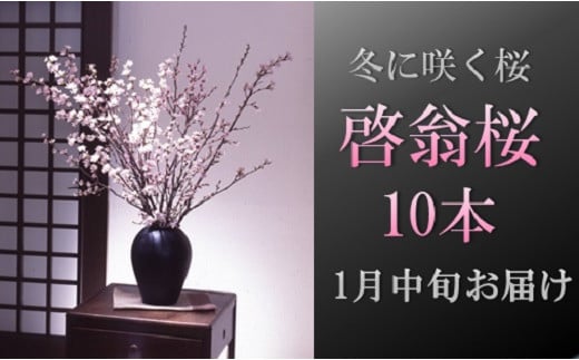 食の都庄内　【1月中旬お届け】啓翁桜（10本束）