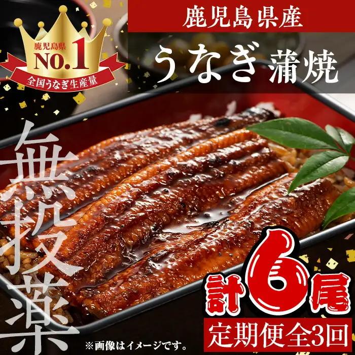 ＜定期便・全3回＞ うなぎ 無投薬 鹿児島県産 (1尾あたり136g～155g×2尾×3回) うなぎ【西日本養鰻】 T46