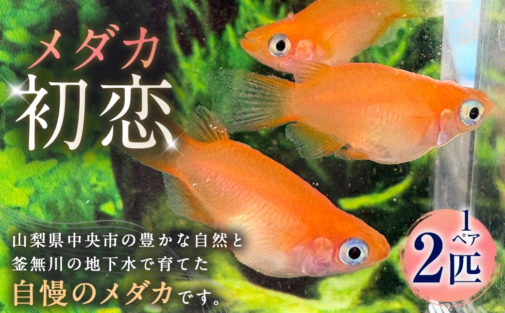 
                  メダカ 【 初恋 】 1ペア 2匹 めだか 観賞魚 初心者 愛好家 魚 さかな インテリア 鑑賞 育成 飼育 淡水魚 川魚 生き物 生物
                