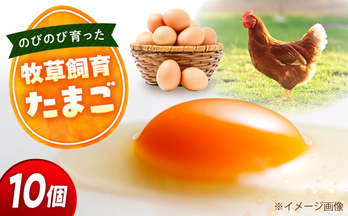 天心山 たまご 10個（10個入×1パック） 卵 たまご 高級 食品 たまごかけご飯 卵かけご飯 卵焼き 生卵 濃厚 ケーキ お菓子 づくり ランキング 上位 人気 おすすめ 　広島県福山市/天心山ファーム [BABW012]