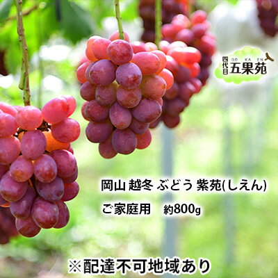 【ふるさと納税】越冬 ぶどう ご家庭用 紫苑 （しえん）約800g 岡山県産 四代目 五果苑 果物 フルーツ 樹上完熟 平均糖度20度 風味豊か 減農薬 果汁たっぷり 　お届け：2025年11月下旬～2026年4月下旬