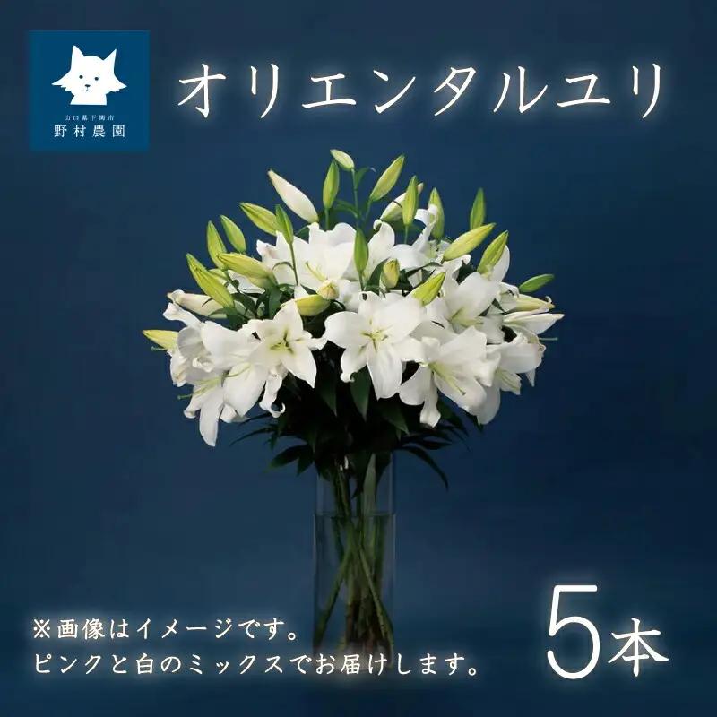 花 ゆり 5本 蕾 約20個 オリエンタルリリー 切り花 下関 山口 GJ001