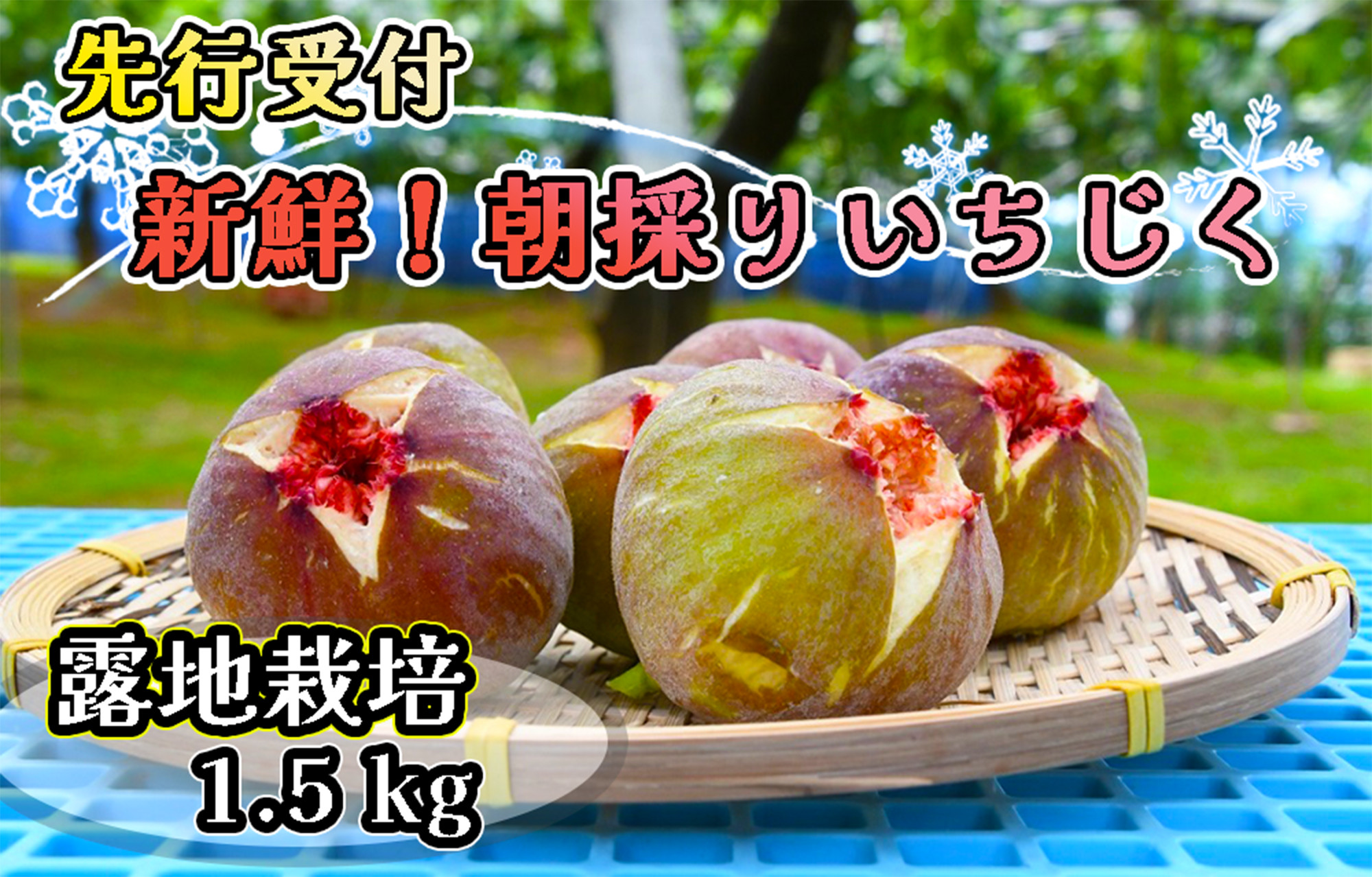 
                  CP-008【先行受付】新鮮朝採りいちじく1.5kg[高糖度・露地栽培]
                