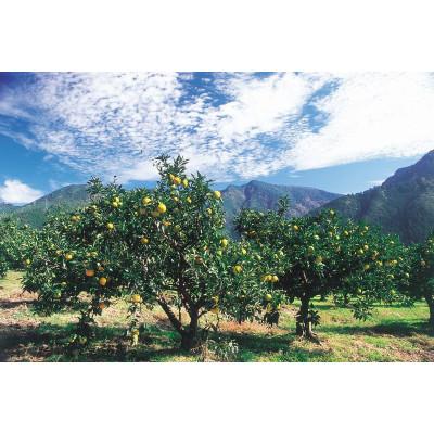 ふるさと納税 北山村 じゃばら胡椒 5個セット【njb631】 |  | 03