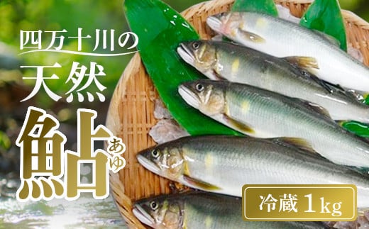 
四万十川上流 の 天然 釣り鮎 1kg 【 冷蔵 5～18尾 】 鮎 あゆ アユ 川魚 高知県 四万十
