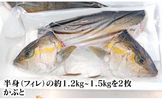 大和ｶﾝﾊﾟﾁ半身(ﾌｨﾚ)約1.2kg?1.5kg×2枚かぶと付き N072-YD0192