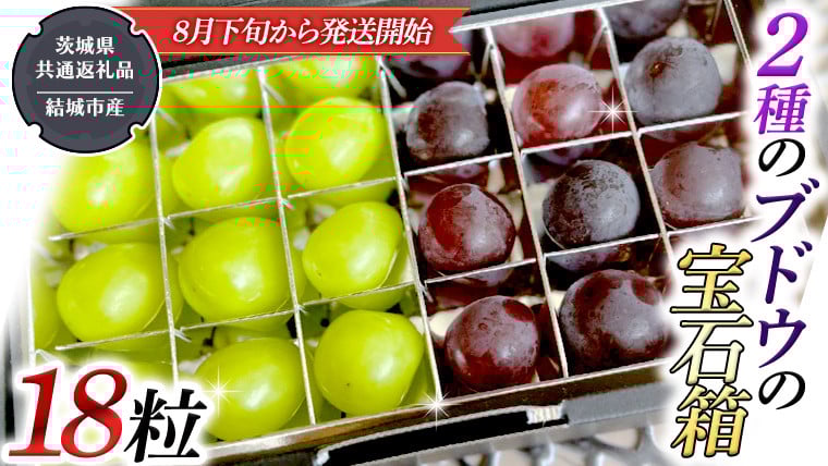 
            2種類 の ブドウ の 宝石箱 18粒 【2025年8月下旬から発送開始】 （茨城県共通返礼品 [ぶどう]：結城市産） 田舎の頑固おやじが厳選！ 巨峰 ピオーネ マスカット ぶどう フルーツ 果物
          