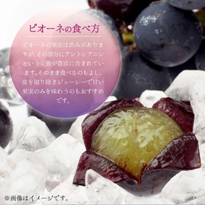 【2025年先行予約】［大原観光果樹園］ピオーネ 2房（約1.2kg）［026-a012］