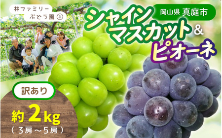 【訳あり】 ※2026年の予約です！※ 岡山県産 林ファミリーのシャインマスカット&ピオーネ 約2kg（約3～5房）【2026年先行予約】 / 葡萄 ぶどう ブドウ マスカット 果物 フルーツ 食べ比べ 新鮮 当日出荷 家庭用 お試し ぶどう専門 岡山 真庭市【hfami025-02】