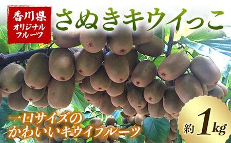 【人気フルーツ定期便E 4回】《さぬきゴールドキウイからスタート》さぬきゴールド さぬきエンジェルスイートキウイ さぬきキウイっこ 越冬小原紅早生みかん 各約1kg  キウイ みかん 旬 フルーツ 果