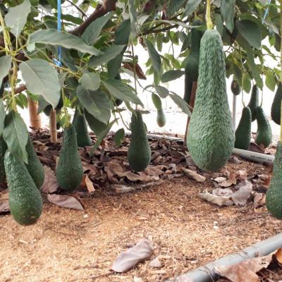ふるさと納税 香川県 瀬戸内アボカド「みとよグリーン」約1kg(3〜4個) |  | 01
