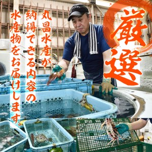 天然 ホウボウ (約2kg・計3-5本) 直送 産直 漁師 魚 鮮魚 天然 ホウボウ 魴ぼう 白身魚 獲れたて 刺身 煮つけ 塩焼き 冷蔵 豊後水道 鮮魚 大分県 佐伯市【CS10】【 (有)丸昌水産