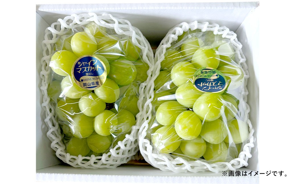 
            ぶどう 2026年 先行予約 シャイン マスカット 1房 700g以上 ブドウ 葡萄  岡山県産 国産 フルーツ 果物 ギフト 河本農園 【2026年9月上旬～9月下旬発送予定】
          