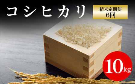 【先行予約】令和7年産新米 京都丹波福知山産 10kg コシヒカリ精米定期便６回 ／ ふるさと納税 精米 米 こめ ご飯 ごはん 白米 コシヒカリ こしひかり 特別栽培米 京都府 福知山市 FCCN016