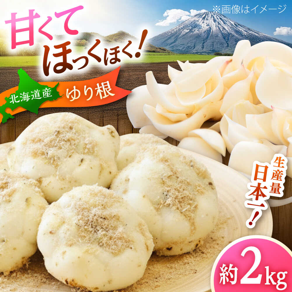 【ふるさと納税】【2026年11月上旬以降発送】 ゆり根 Lサイズ 約2kg | ゆり根 ゆりね 野菜 冬野菜 産地直送 北海道 | 道の駅 真狩フラワーセンター[BPAM002]