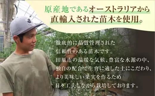 フィンガーライム絞り器 カラー：赤 フィンガーライム FINGER LIME キャビアライム フルーツキャビア 森のキャビア 柑橘 雑貨 調理器具 絞り器 愛知県 田原市 渥美半島 国産