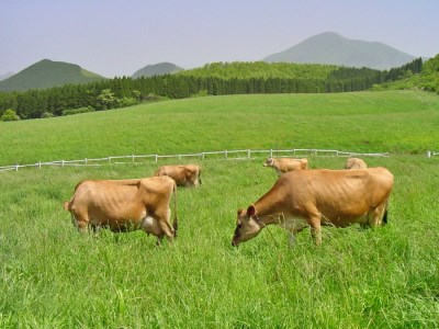 【小国郷特産ジャージー牛乳を使用!】アイスクリームセット(大2個・小8個入り)