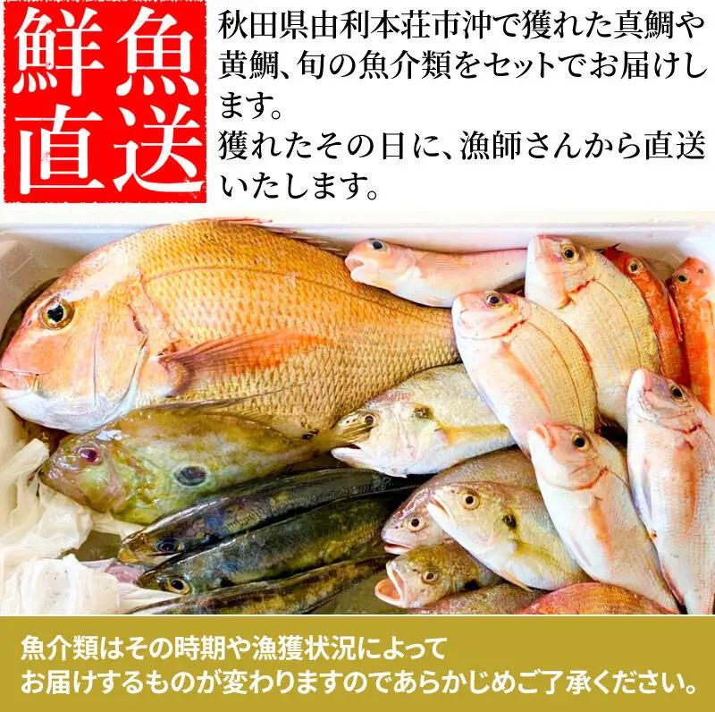 鯛 欲張りセット 旬の魚介 3kg前後【下処理なし】