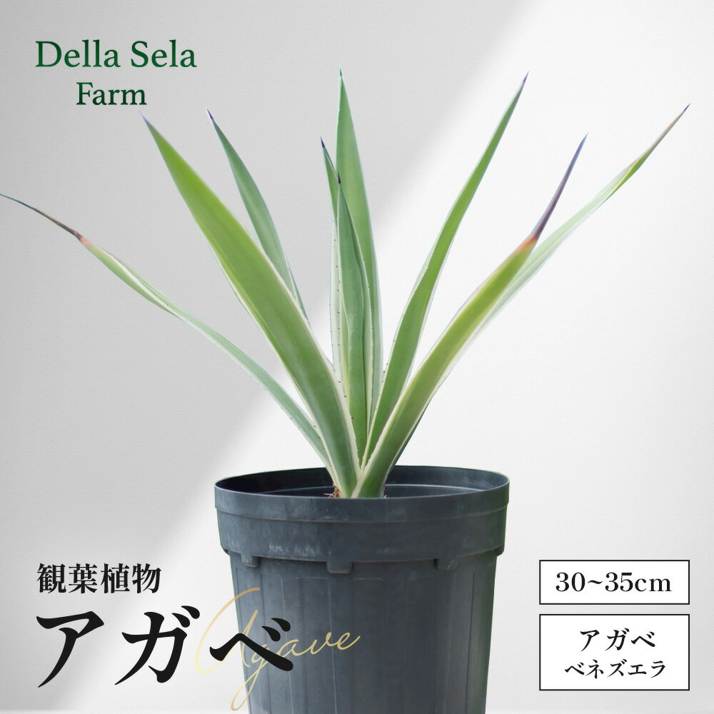 【ふるさと納税】アガベ 約30cm～35cm/白閃光(ハクセンコウ) DS-3｜多肉植物 観葉植物 ガーデニング インテリア モダン 北欧風 国産 育てやすい 送料無料 鹿児島県 南大隅町 株式会社デラセーラ