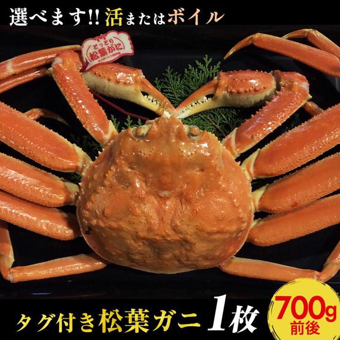 【ふるさと納税】665.【選べます！活またはボイル】タグ付き松葉ガニ　中1枚（700g前後）◇【着日指定不可】※2025年11月上旬～2026年3月下旬頃に順次発送予定《かに カニ 蟹》