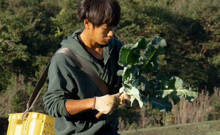 高知県産 ブロッコリー 5個 1.5kg前後 朝どれ 新鮮 国産