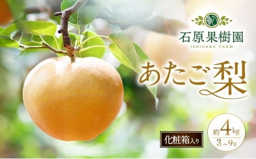 梨 2026年 先行予約 あたご梨 3～9玉 合計約4kg 化粧箱【11月下旬～12月中旬頃発送】 ナシ なし 岡山県産 国産 フルーツ 果物 ギフト 石原果樹園