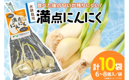 にんにく 満点にんにく 6～8個入 10袋 [グローアップ 愛知県 岡崎市 ok23bzw550004] ニンニク 大蒜 ガーリック 発芽 野菜 やさい 丸ごと 生にんにく