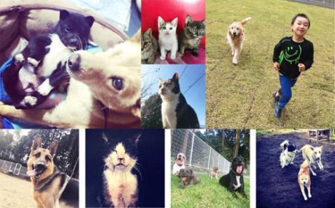 【返礼品なし】【犬猫等愛護活動 犬と猫と人にとって住みよい社会づくりを応援】宮崎県 高原町 特定非営利活動法人 咲桃虎(さくもんと)　TF3013-P00056