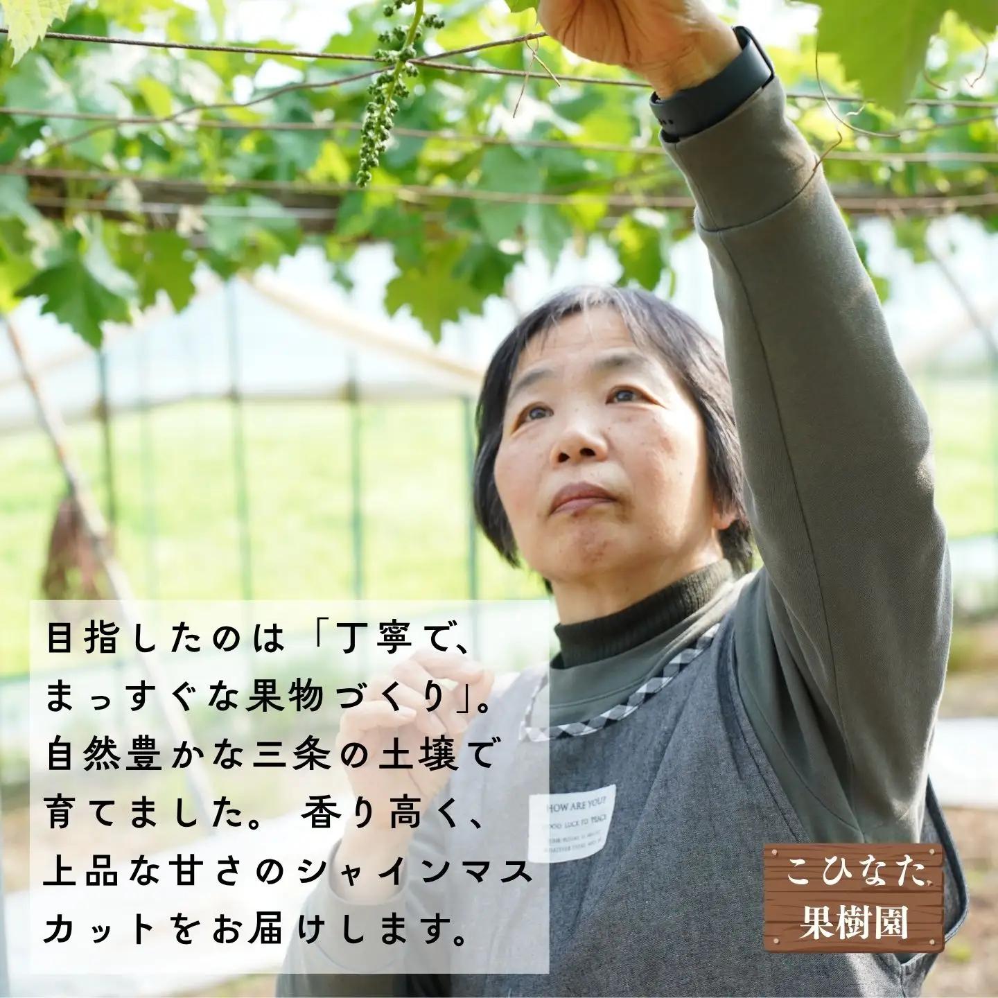 ＊先行予約＊　シャインマスカット 小房詰め合わせパック 約600g×3 約1.8kg [2026年発送分] 令和8年 シャインマスカット 新潟県三条市 果物 こひなた果樹園]
